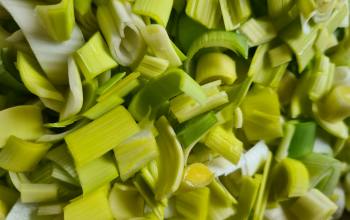 Verdure de saison