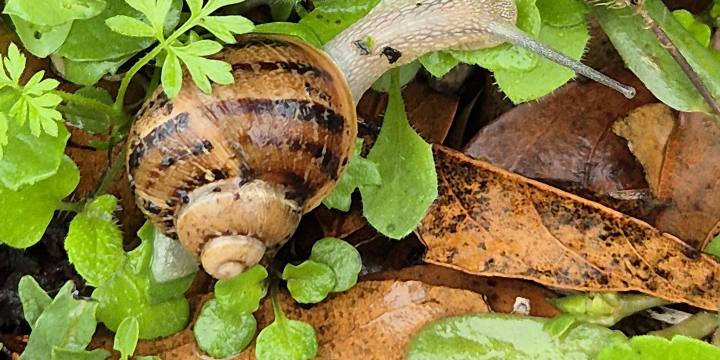 Symbole ecologique